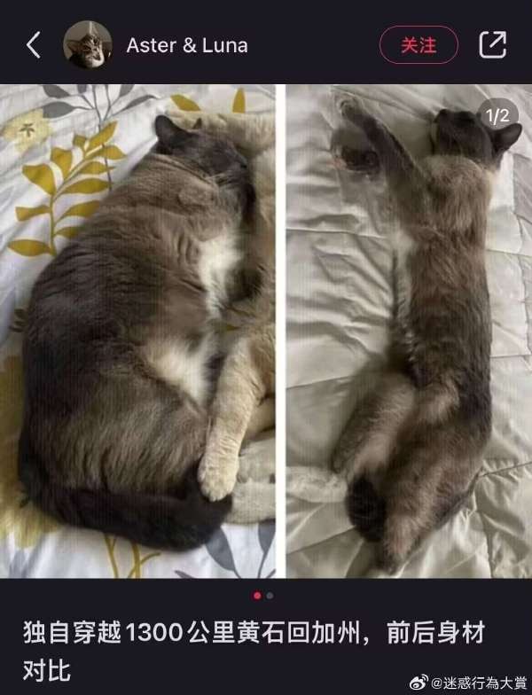 传奇猫猫传奇猫猫
