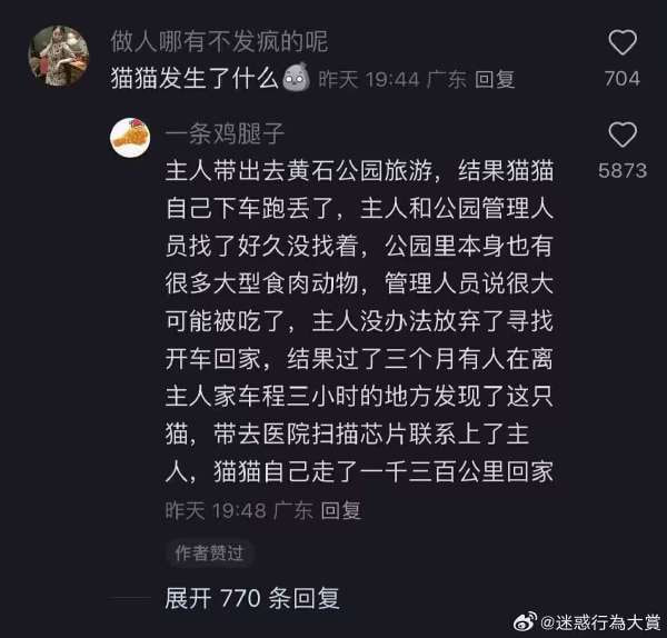 传奇猫猫传奇猫猫